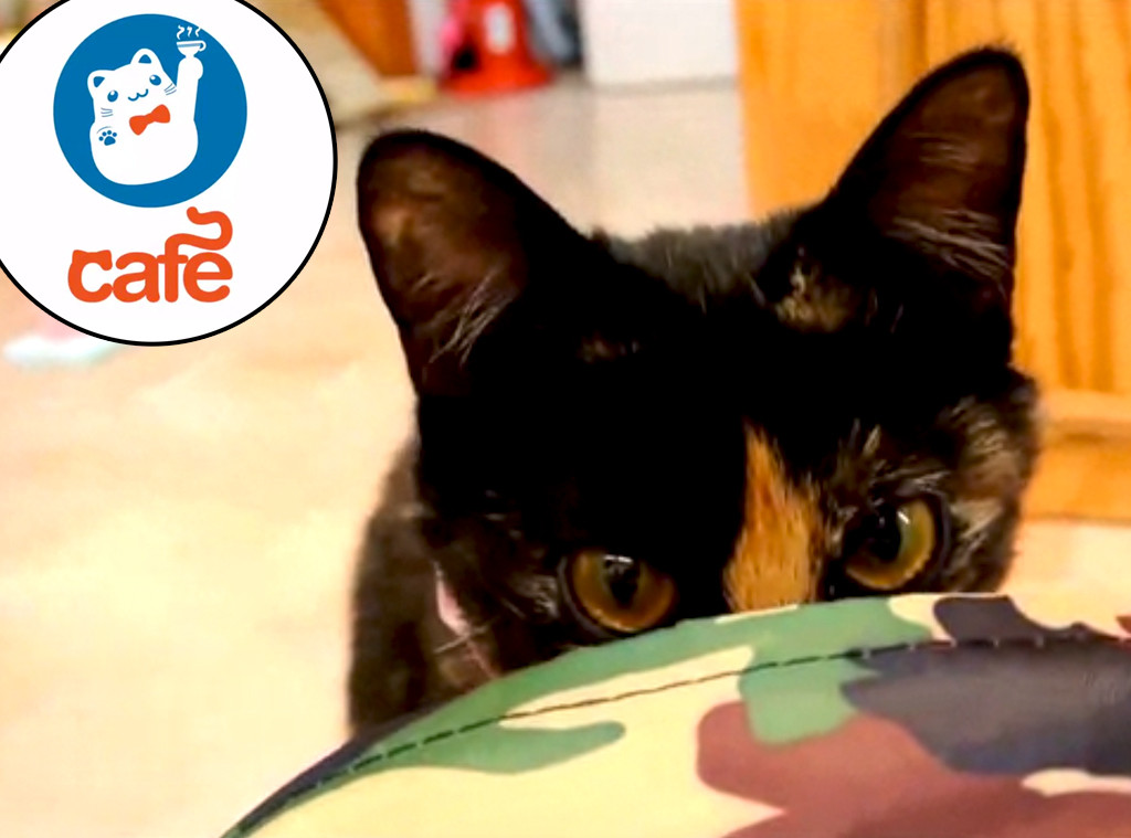 Someone Is Opening  a Cat  Caf  in Los Angeles E Online Someone Is Opening  a Cat  Caf  in Los Angeles E Online